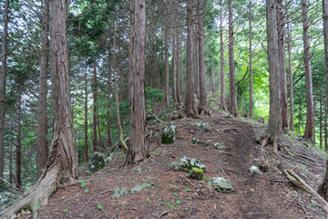 Trail from the Yakeyama trailhead to Yakeyama, Tanzawa area