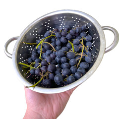 Hand Holding a Colander with Aromatic Black Grapes. Freshly Rinsed Clusters of Grapes on an Isolated Background