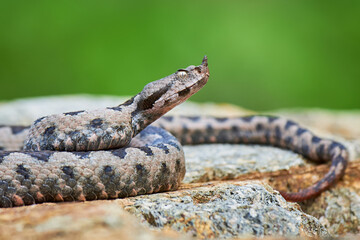 Nose-Horned Viper male preparing to strike (Vipera ammodytes)