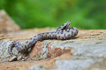 Nose-Horned Viper male preparing to strike (Vipera ammodytes)