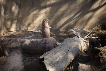 prairie dog