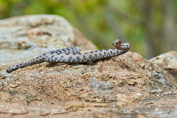 Nose-Horned Viper male preparing to strike (Vipera ammodytes)