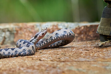 Nose-Horned Viper male preparing to strike (Vipera ammodytes)