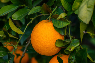 Orange garden with oranges in spring. Trees with fruits. 2
