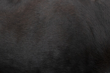 Dog fur texture for background. - obrazy, fototapety, plakaty
