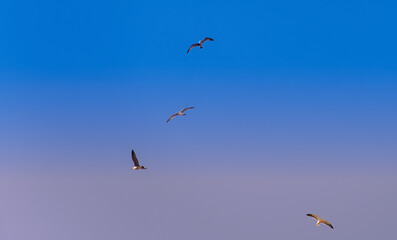 Seagulls in downtown Lisbon
