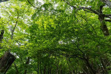 Trail from the Yakeyama trailhead to Yakeyama, Tanzawa area