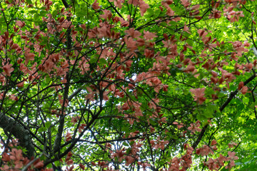 Trail from the Yakeyama trailhead to Yakeyama, Tanzawa area