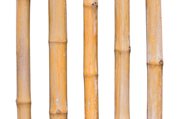 bamboo isolated