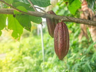 Chocolate tree, also known as the Cocoa (Theobroma cacao L.) fruit and its Tree. Cocoa or chocolate hanging on its tree with golden sunlight