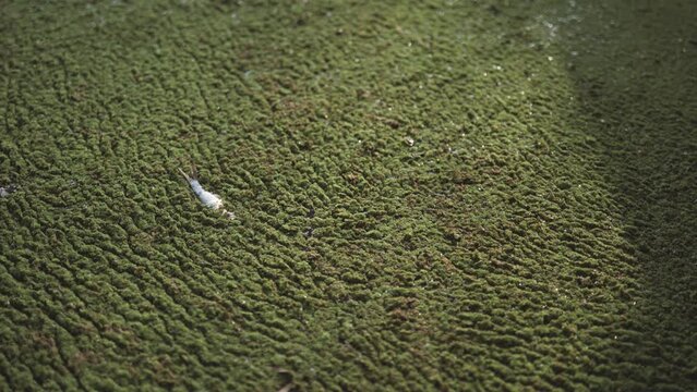 Dying fish gasping for oxygen on water surface of the pond full of moss plant.