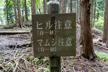 Trail between Yakeyama and Hirugatake, Tanzawa area