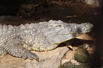 crocodile skin pattern at sunny day