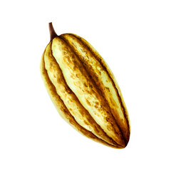 Watercolor cocoa pod, fruit. Hand drawn beens, realistic organic superfood illustration isolated on white background. For designers, packaging design, menu, decoration, postcards, wrapping pa
