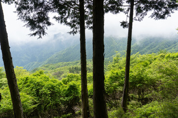 Trail between Yakeyama and Hirugatake, Tanzawa area