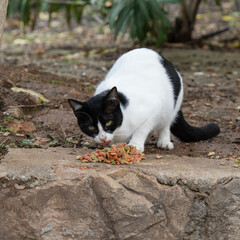 Street Cat Feeding in Jerusalem