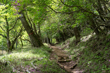 Trail between Yakeyama and Hirugatake, Tanzawa area