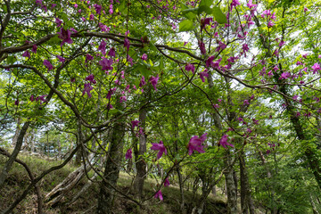 Trail between Yakeyama and Hirugatake, Tanzawa area