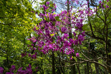 Trail between Yakeyama and Hirugatake, Tanzawa area