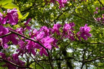 Trail between Yakeyama and Hirugatake, Tanzawa area