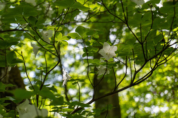 Trail between Yakeyama and Hirugatake, Tanzawa area
