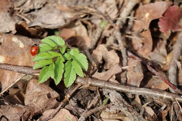 Ladybug in the Forest