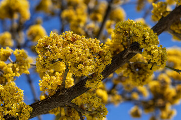 Close-up of flowering dogwood tree. Cornus mas, Cornelian cherry, cornel, dogwood, Cornus...