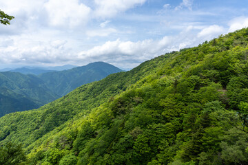 Obraz premium Trail between Yakeyama and Hirugatake, Tanzawa area