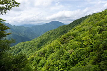 Fototapeta na wymiar Trail between Yakeyama and Hirugatake, Tanzawa area