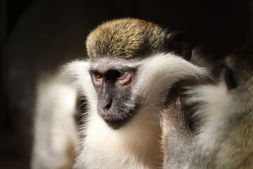 Vervet Monkey in a small zoo