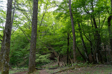 Obraz premium Trail between Yakeyama and Hirugatake, Tanzawa area