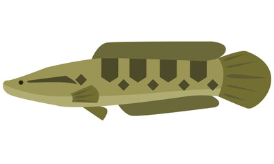 Illustration vector graphic of Snakehead fish Channa Punctata on isolated white background. Flat design style