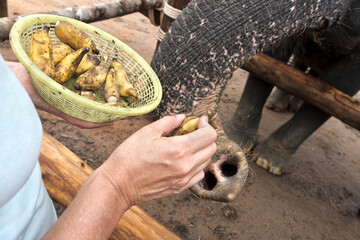 Khau Lak, Thailand-  september 16, 2016: Woman feeding elephant bananas in the jungle, Thailand