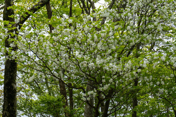 Trail between Yakeyama and Hirugatake, Tanzawa area