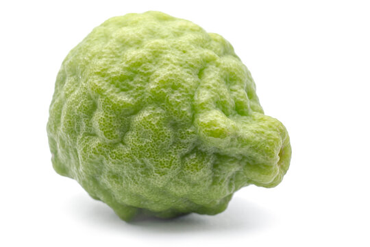 kaffir lime (Citrus hystrix), Rutaceae. Rare citrus fruit native to New Zealand. Small thorny tree. The spicy-tasting peel is used in cooking. Combawa.