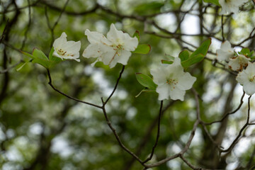 Trail between Yakeyama and Hirugatake, Tanzawa area