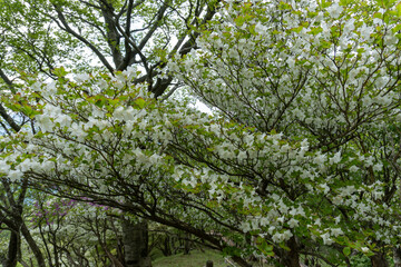 Trail between Yakeyama and Hirugatake, Tanzawa area