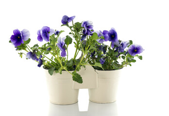 Naklejka na ściany i meble violets in white pot isolated on transparent background