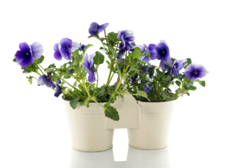 violets in white pot isolated on transparent background