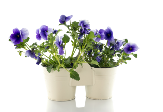 violets in white pot isolated on transparent background