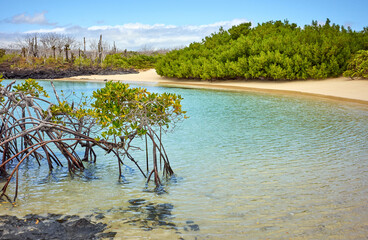 Fototapeta na wymiar Landscape of the Galapagos Island with mangroves, Ecuador.