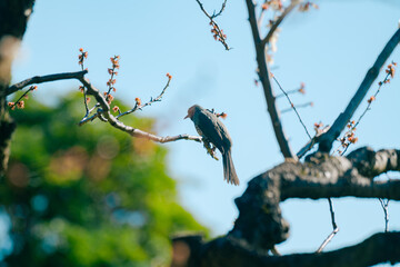梅の花の枝に止まる鳥