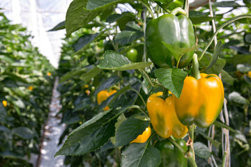 Volgroeide gele en groene paprika's in een kas klaar om geoogst te worden. De meeste paprika's...