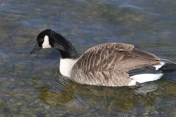 Canada Geese on the lake in late winter