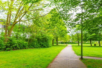 Natural panorama view walking path green plants trees forest Germany.