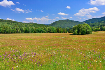 Beautiful summer landscape in the mountains with blooming meadow with flowers and forested hills, Low Beskids (Beskid Niski), Poland 