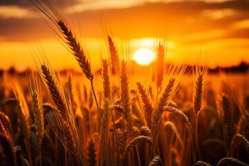 Scenic sunrise over vast and mesmerizing golden wheat field, perfect for agricultural landscapes