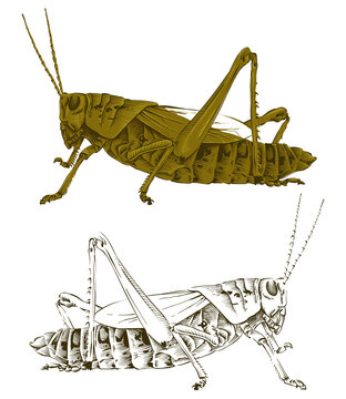 brown grasshopper detailed side view clip art preview