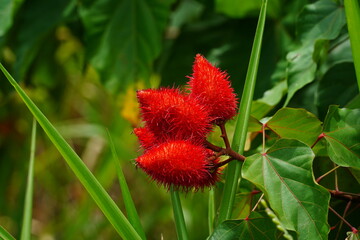 Urucu or Urucum (Bixa Orellana, Annatto) oily red fruit with seeds in a red, spiky pod....