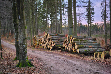 Environment, wood and deforestation with log pile on ground outdoor for industry, manufacturing or production. Nature, trees and path in forest or woods for lumber or logging supply and profession